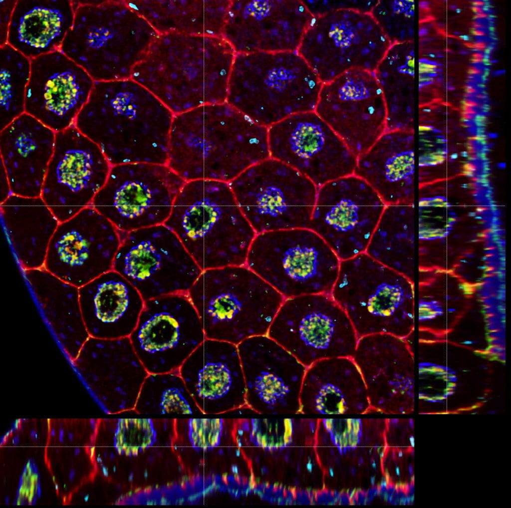 Image of cells from confocal microscope