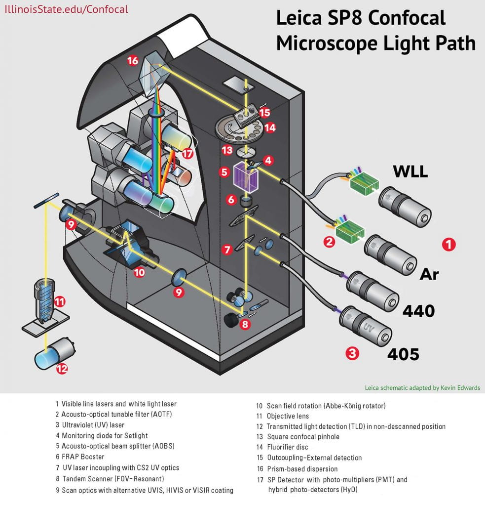 Schematic diagram of confocal microscope