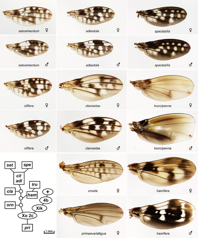 Diversity of Hawaiian Drosophila species