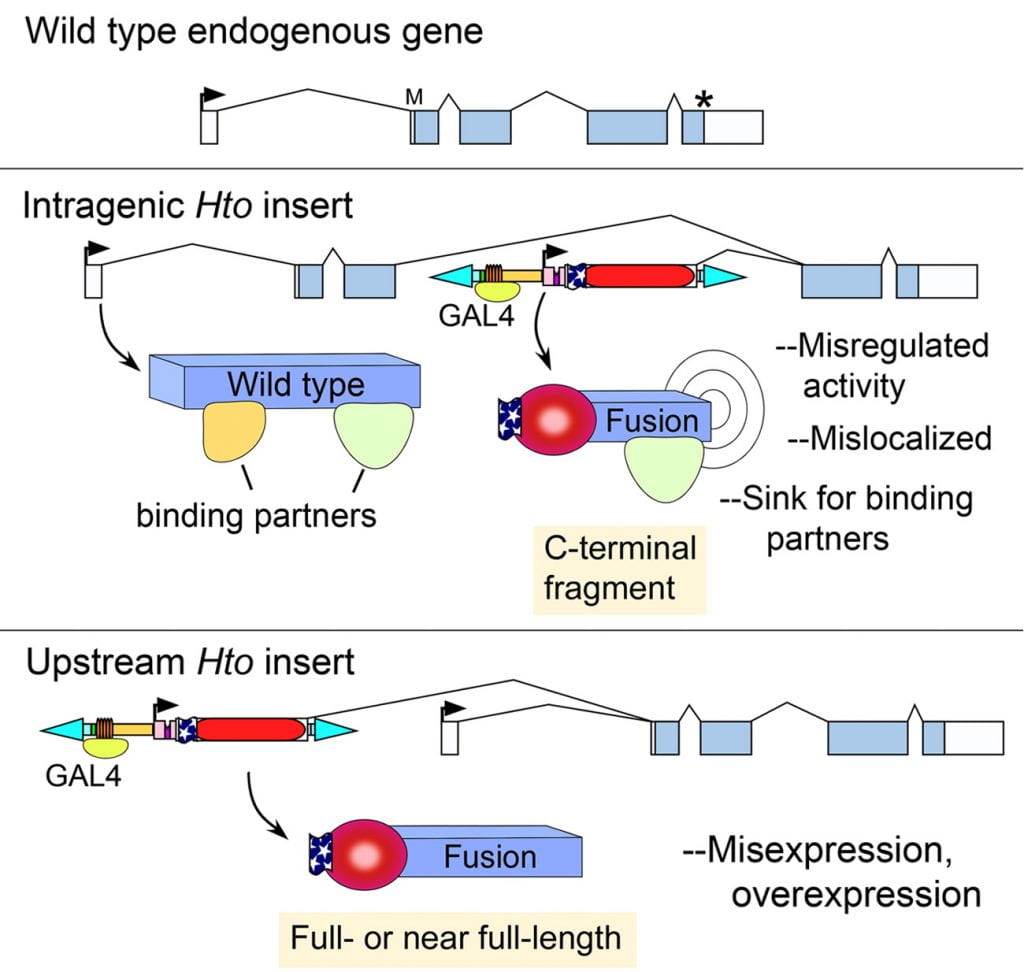 Graphic, Wild type endogenous gene.