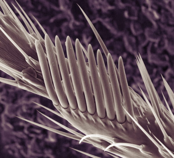 Low vacuum SEM of sex comb on male Drosophila foreleg