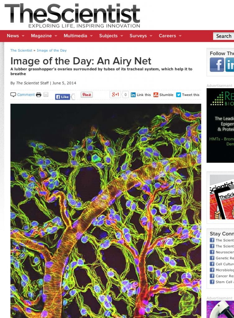 Screen shot of an article 'Image of the Day: An Airy Net'