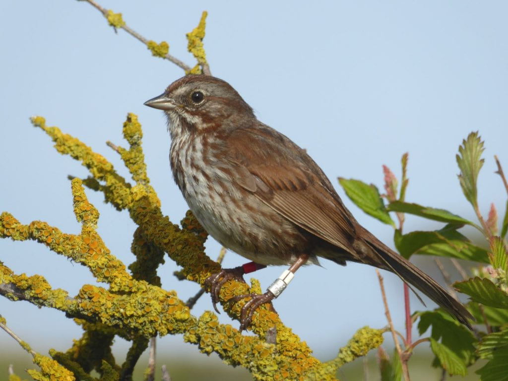 A color-banded song sparrow on Mandarte Island.