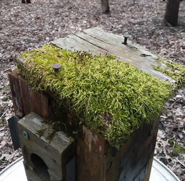 A nestbox returns to the wild, 2020