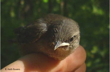 House wren nestling on brood-day 11
Mackinaw Study Area, 2009
Photo by E. Keith Bowers