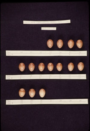 House wren clutch with supernumerary eggs
(normal clutch size is 5-8 eggs)