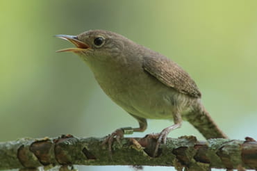 Female house wren on the Mackinaw Study Area 2016

(Photograph by Dylan Poorboy)