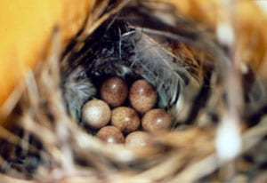 House wren nest with eggs