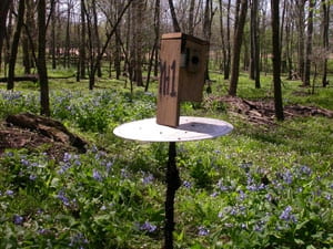 On the Mackinaw and East Bay study areas, boxes are mounted on 5-foot (≈1.5 meters) sections of 3/4-inch electrical-line conduit. Nestboxes are arranged 30 m apart on north-south oriented lines that are 60 m apart (5.4 boxes/ha). Click here for study-area details.